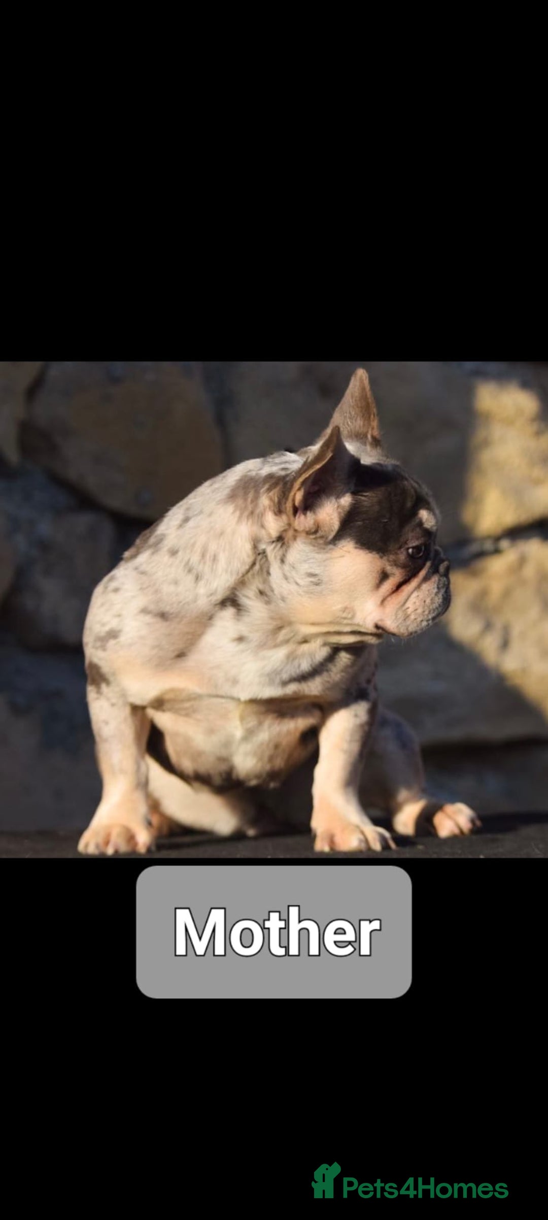 French Bulldog dogs for sale: French buldog visual fluffy male  - Image 8