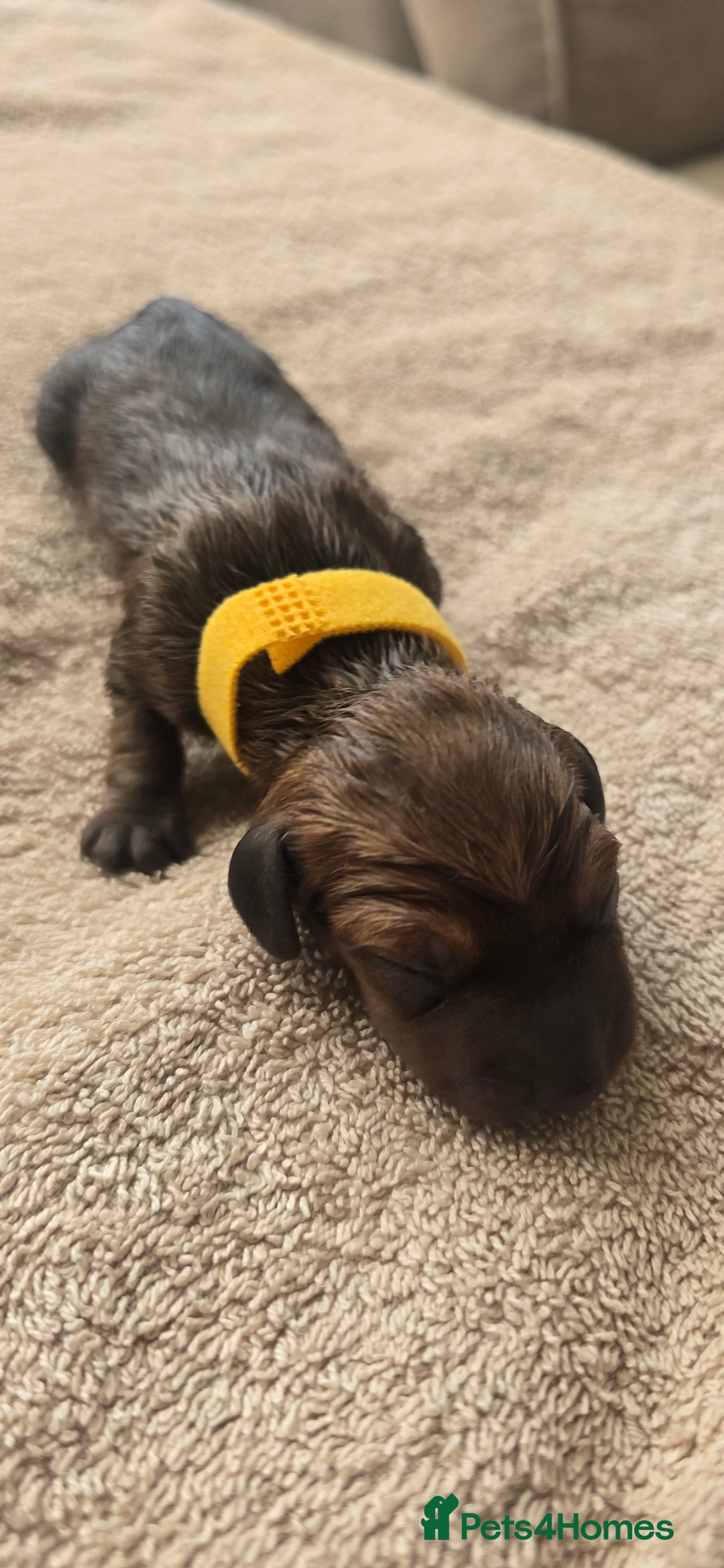 Miniature Dachshund dogs for sale: Miniature dachshund  - Image 6