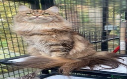 Maine Coon cats for sale: Beautiful retired girls  - Image 6