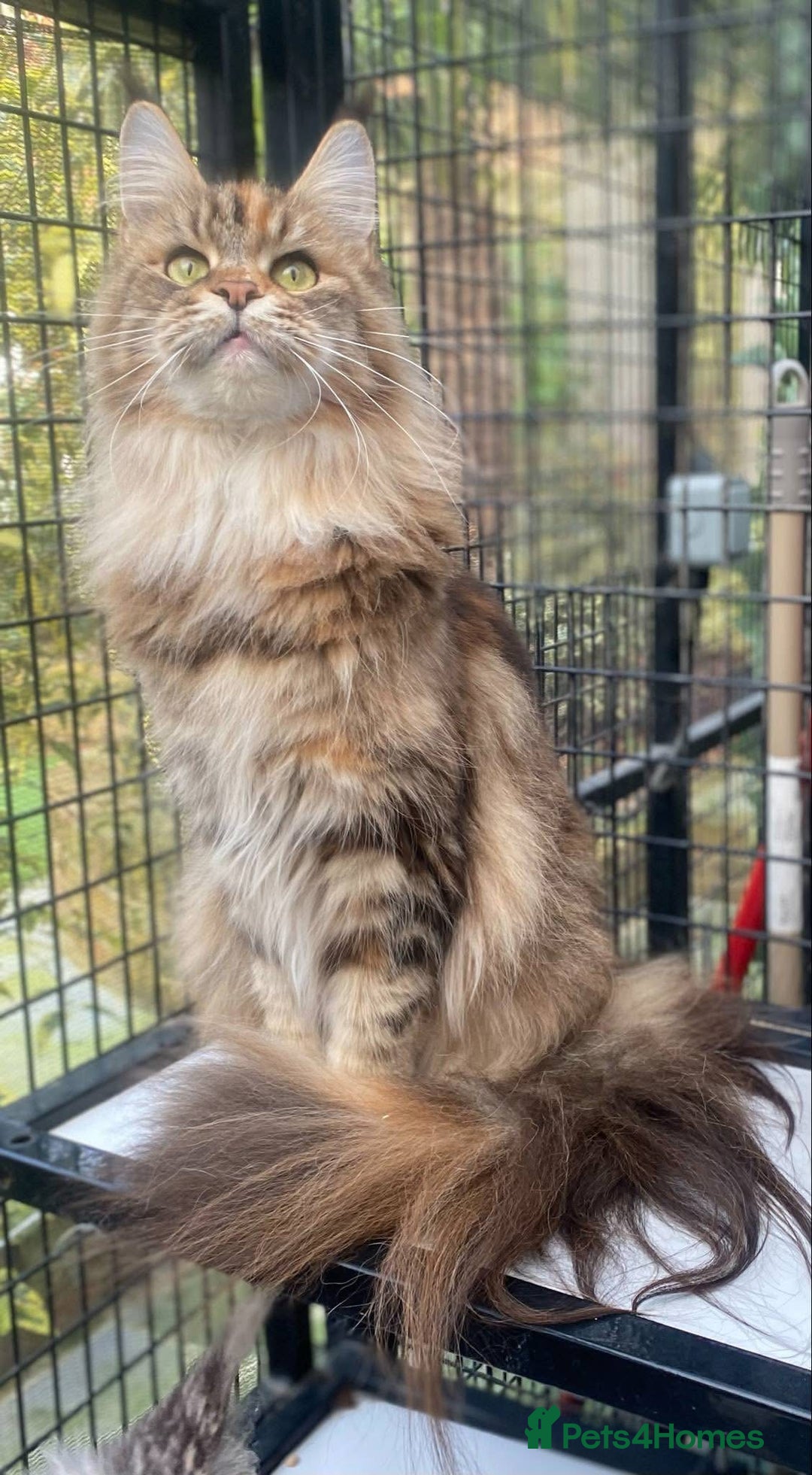 Maine Coon cats for sale: Beautiful retired girls  - Image 6