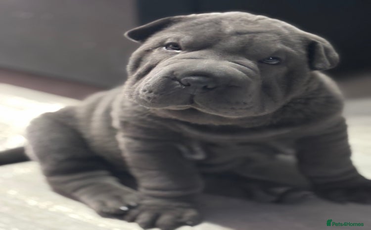 Shar Pei dogs - Advert 10