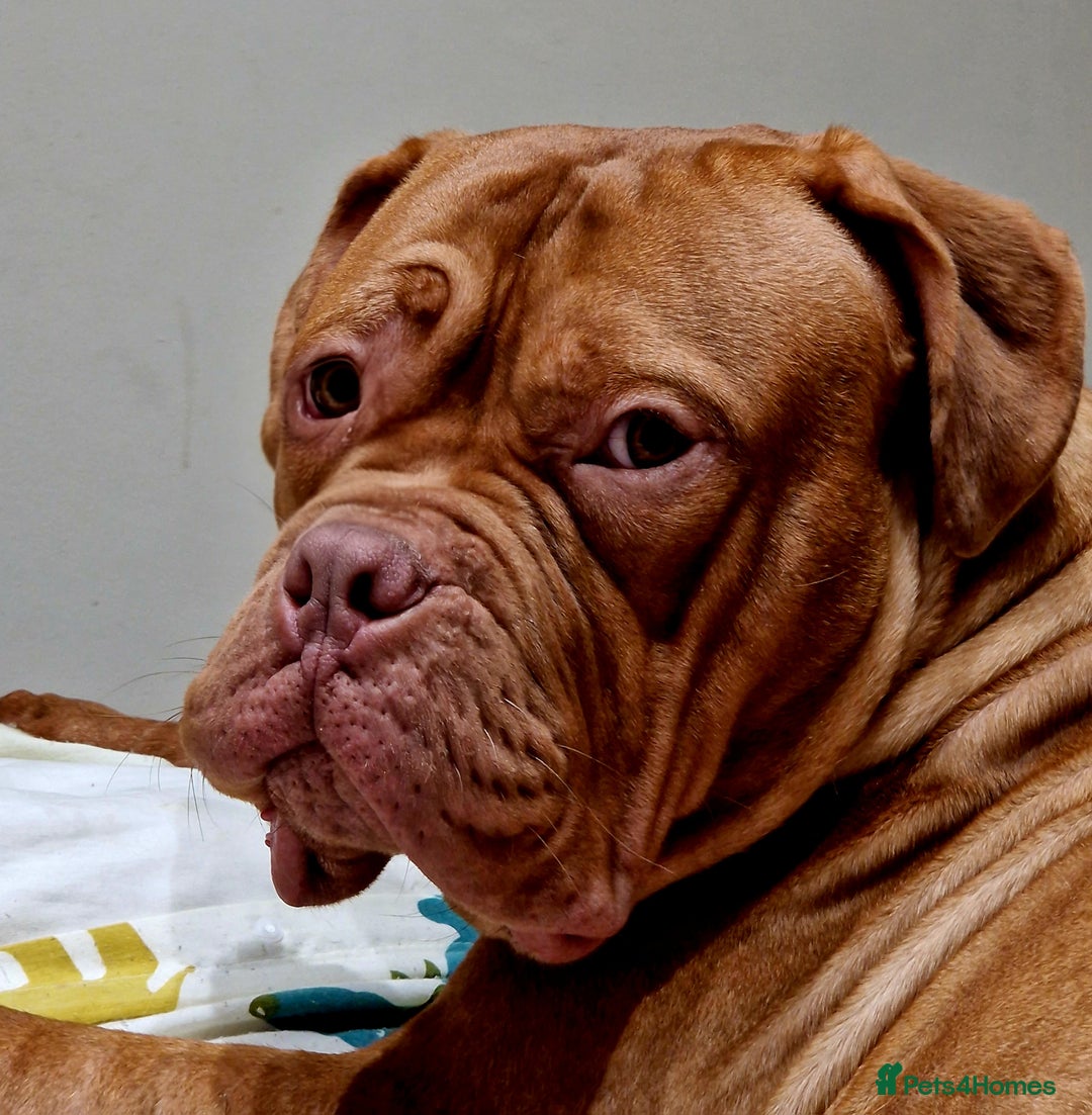 Mixed Breed dogs for sale: URGENT. Bruce the bordeux  - Image 2