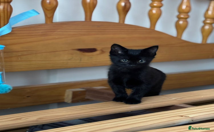 Mixed Breed cats - Advert 6