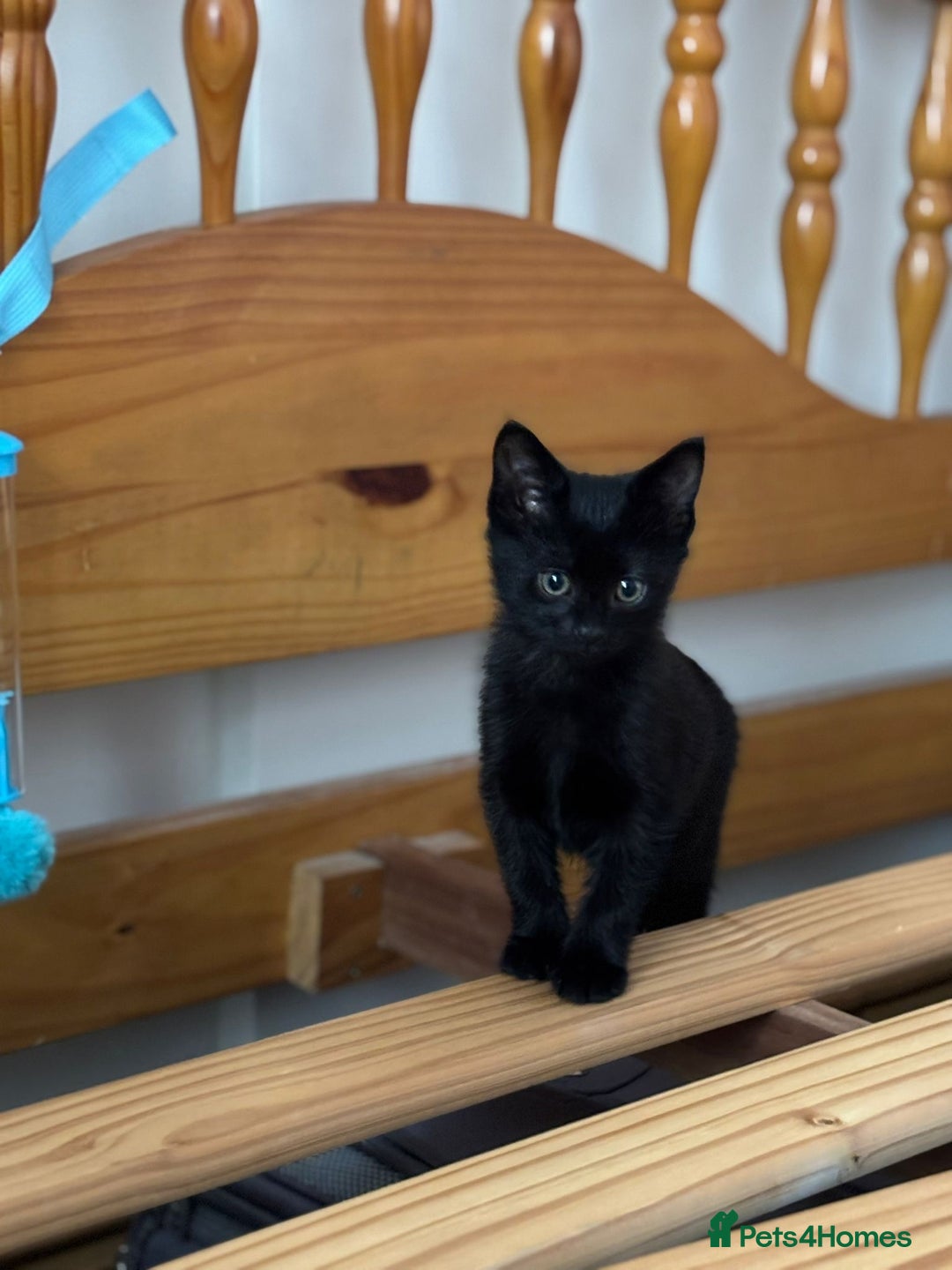 Mixed Breed cats for sale: Black kitten 9weeks - Image 1