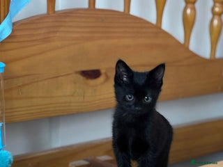 Mixed Breed cats - Advert 31