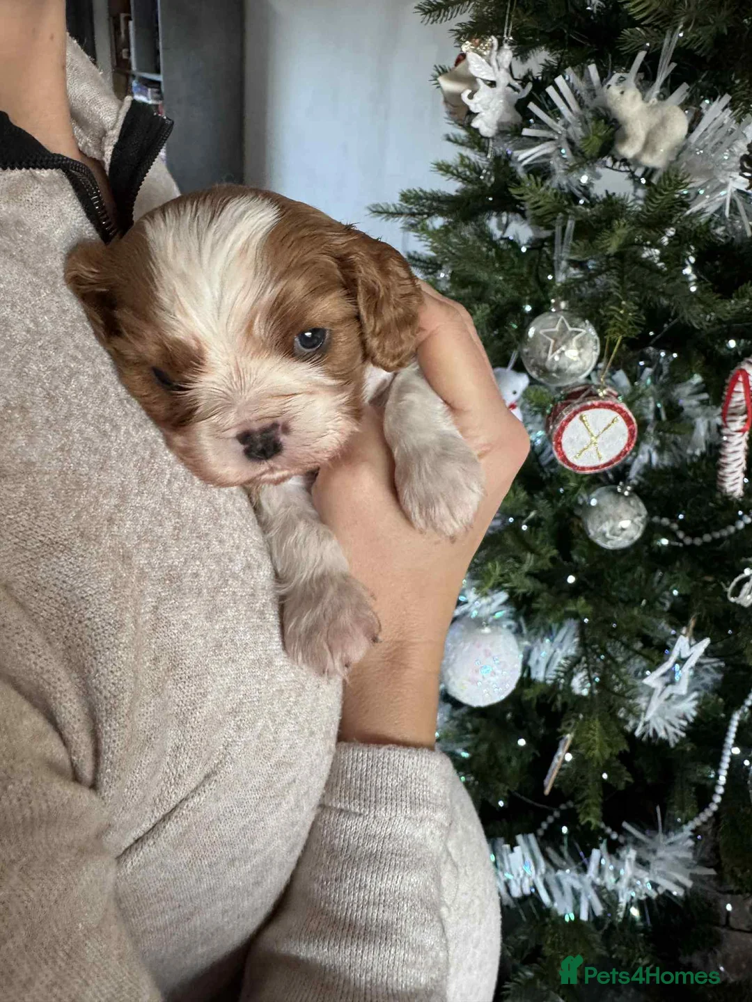 Cavalier King Charles Spaniel dogs for sale: Cavalier King Charles Spaniel boy - Advert 14