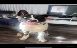 Huskita dogs for sale: 2 year old huskita - Image 1