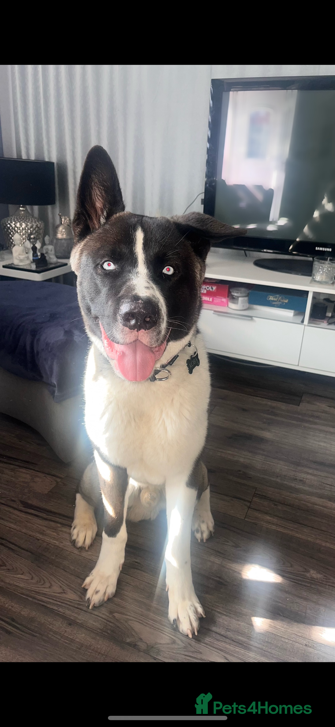 Huskita dogs for sale: 2 year old huskita - Image 1