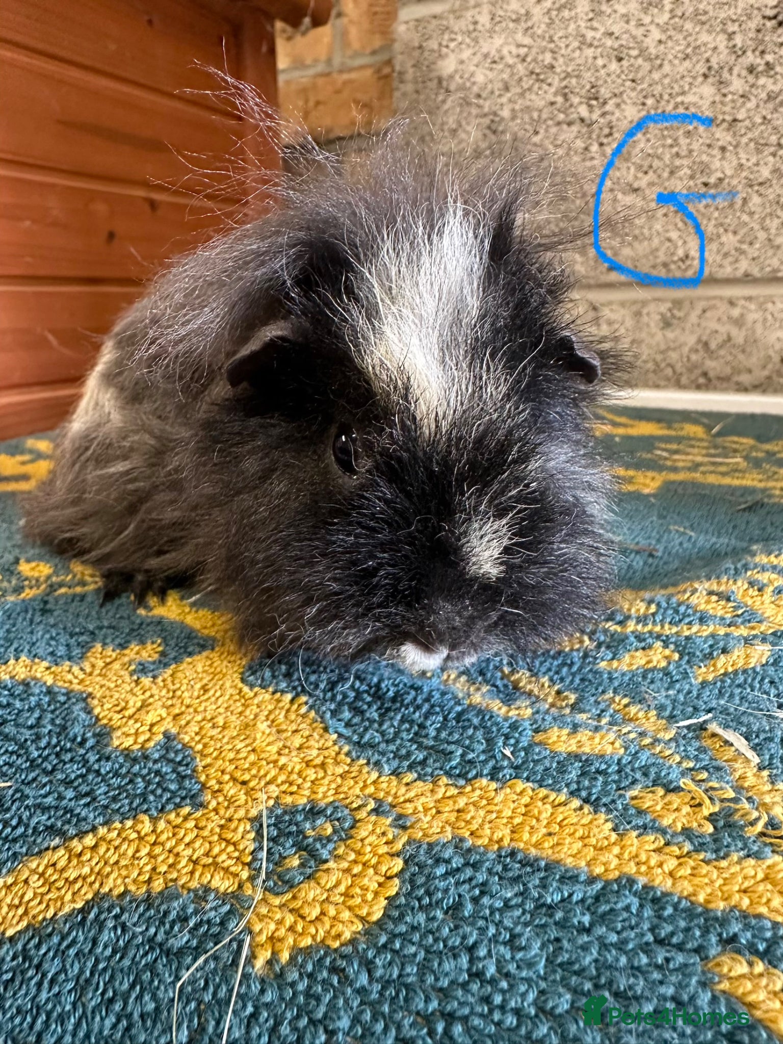 Guinea Pig rodents Female and Male guinea pigs for sale  - Advert 1