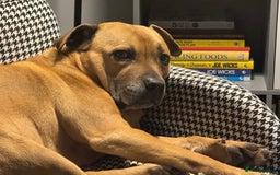 Staffordshire Bull Terrier dogs for sale: Beautiful 8 year old staffy for a good home - Image 4