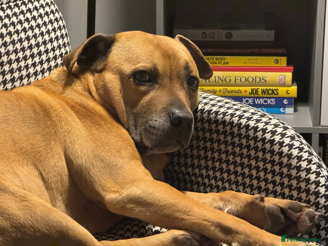 Staffordshire Bull Terrier dogs for sale: Beautiful 8 year old staffy for a good home - Image 4