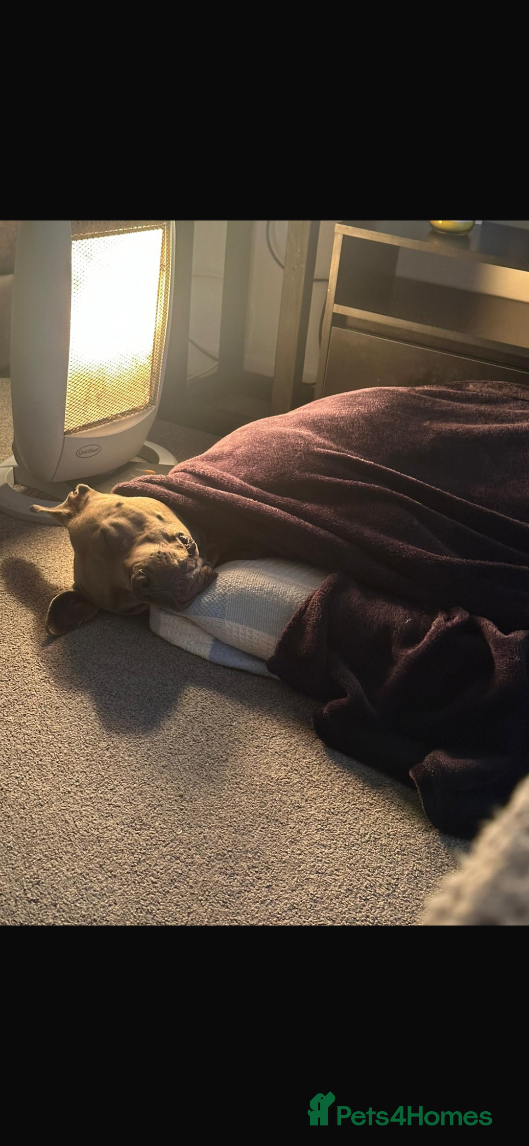 Mixed Breed dogs for sale: Cane Corso X Thai Ridgebacm - Advert 3