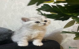 British Shorthair cats for sale: Pure breed British shorthair kittens - Image 8