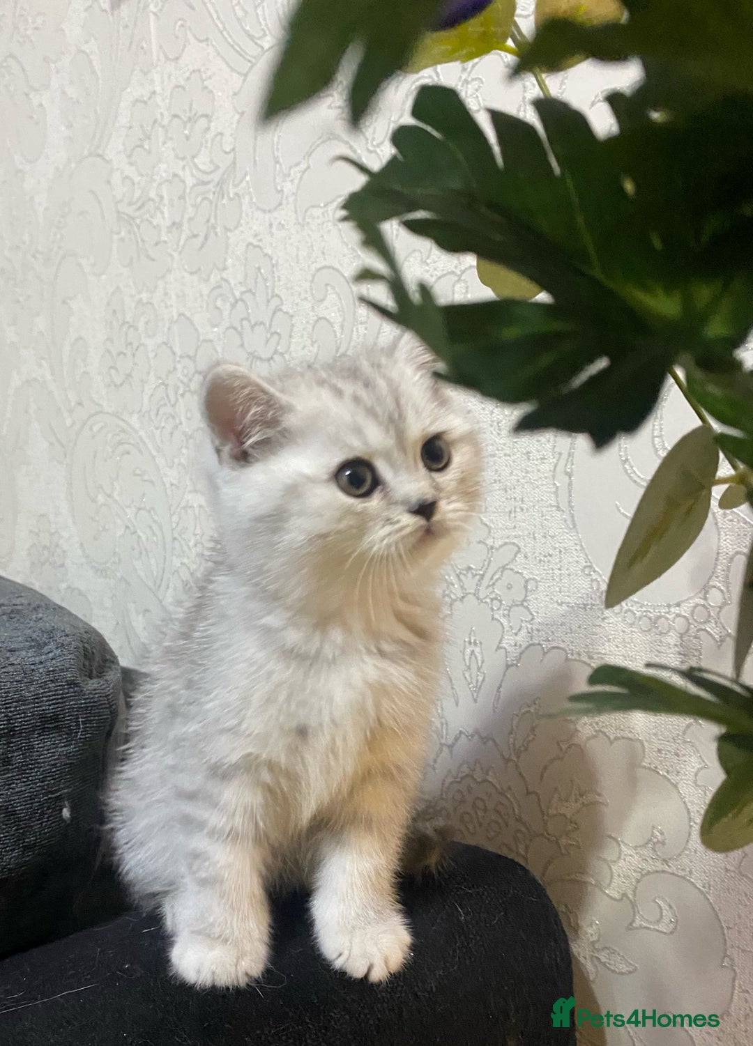 British Shorthair cats for sale: Pure breed British shorthair kittens - Image 8