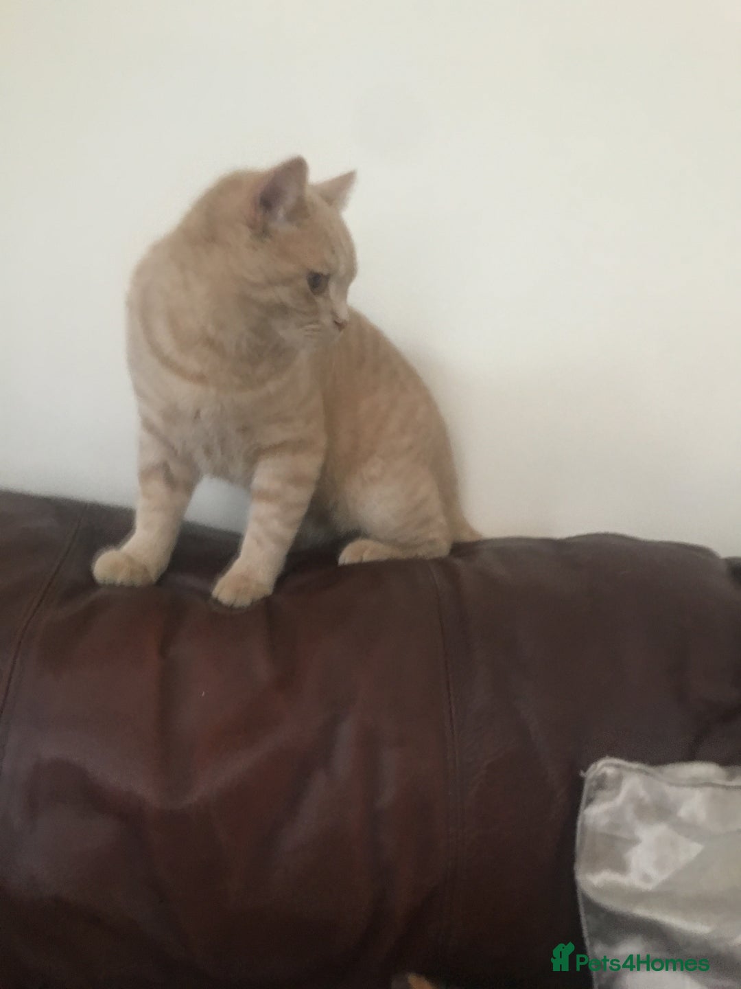 British Shorthair cats for sale: Mr pasha - Image 6