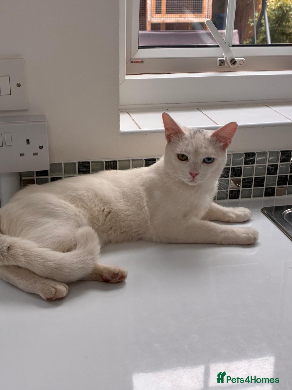Scottish Fold cats 🐾 FOR STUD AND FOR SALE – DOBBY OR CYCLOPS 🐾 - Advert 2