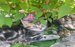 Siberian cats for sale: Persian/Siberian kittens - Image 1