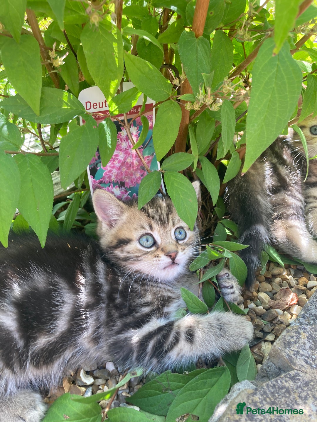 Siberian cats for sale: Persian/Siberian kittens - Image 1
