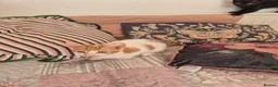 Mixed Breed cats for sale: KITTENS READY TO LEAVE in Oldbury - Advert 11
