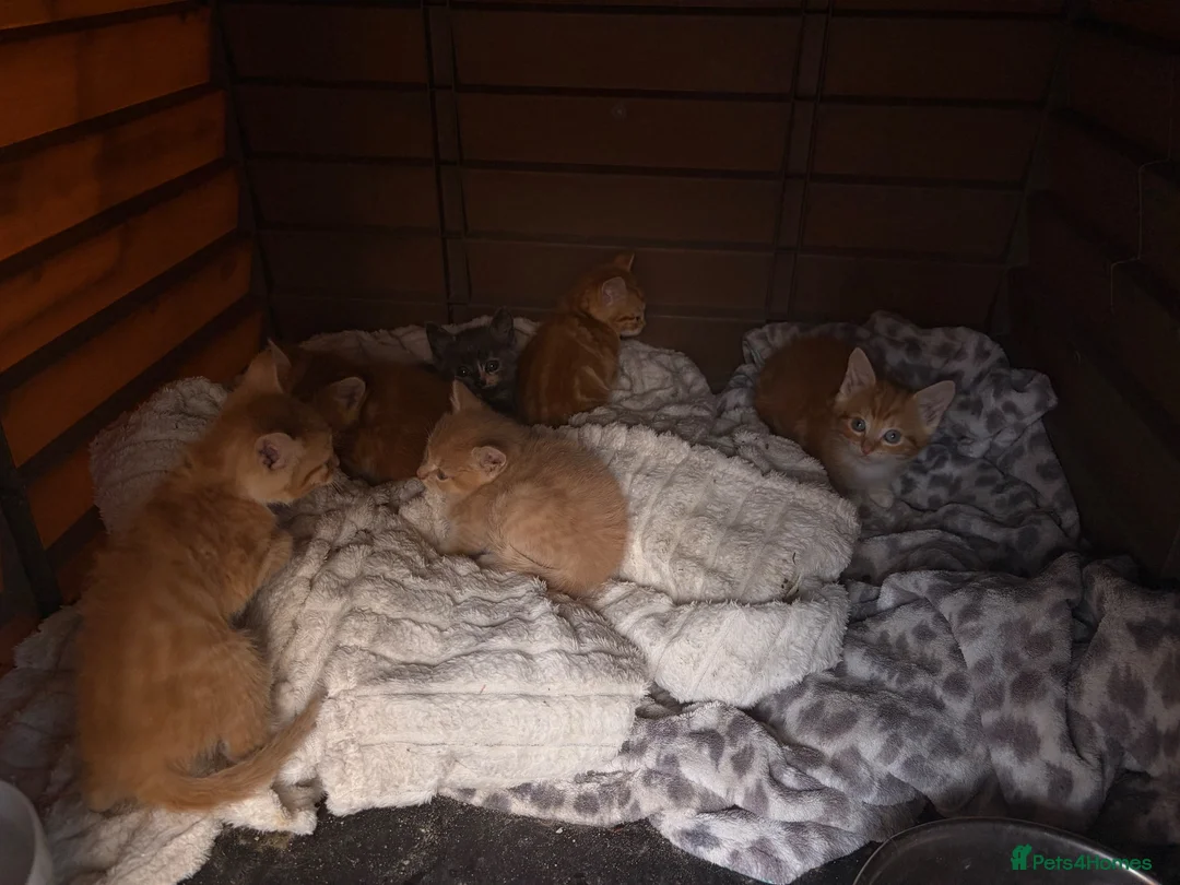 Mixed Breed cats for sale: Beautiful orange long fur kittens - Advert 2