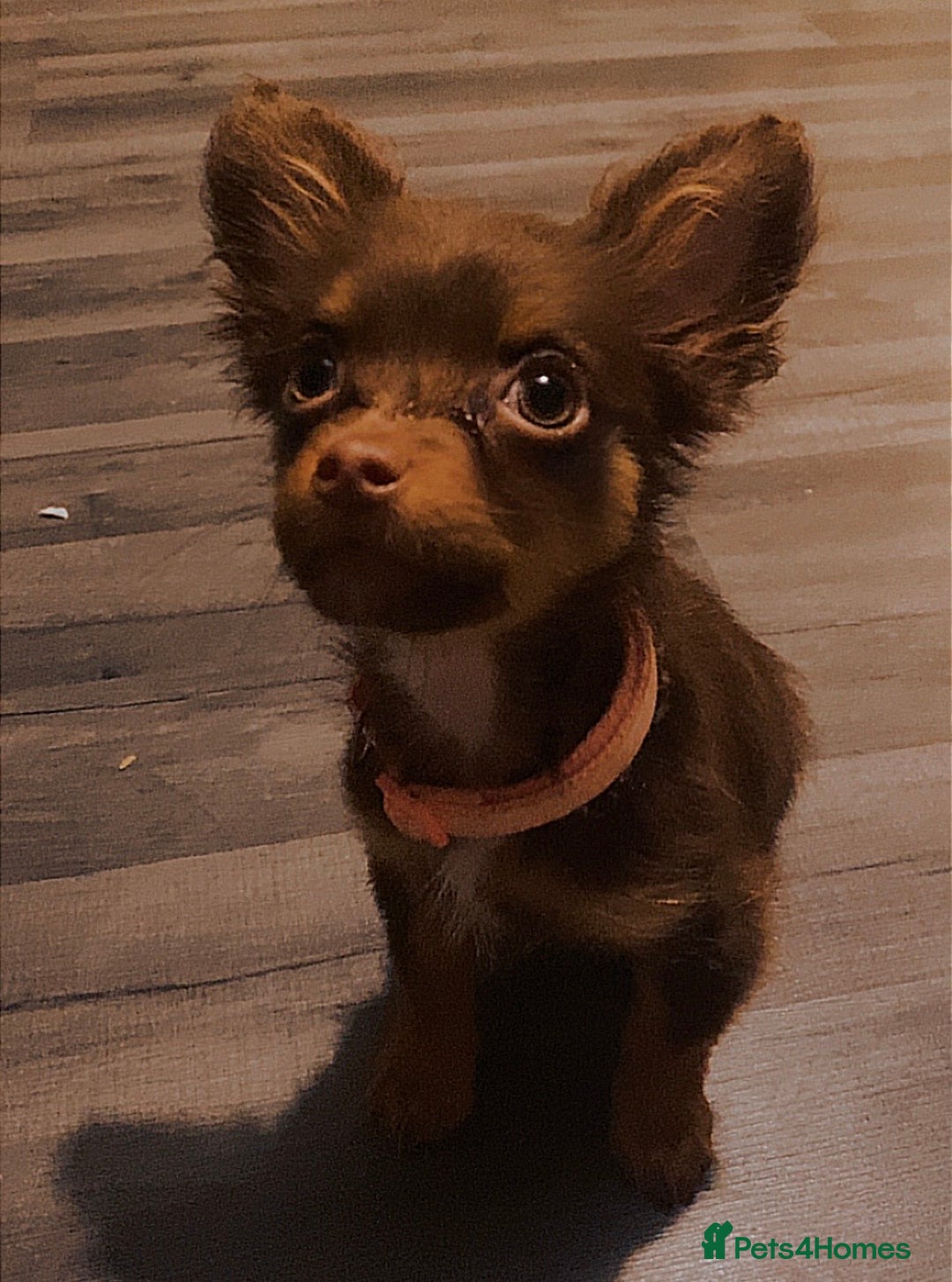 Chihuahua dogs for sale: Chihuahua puppies  - Advert 3