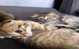 Scottish Fold cats for sale: 1 fold 2 straight Scottish darlings  - Image 20