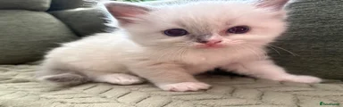 Ragdoll 3