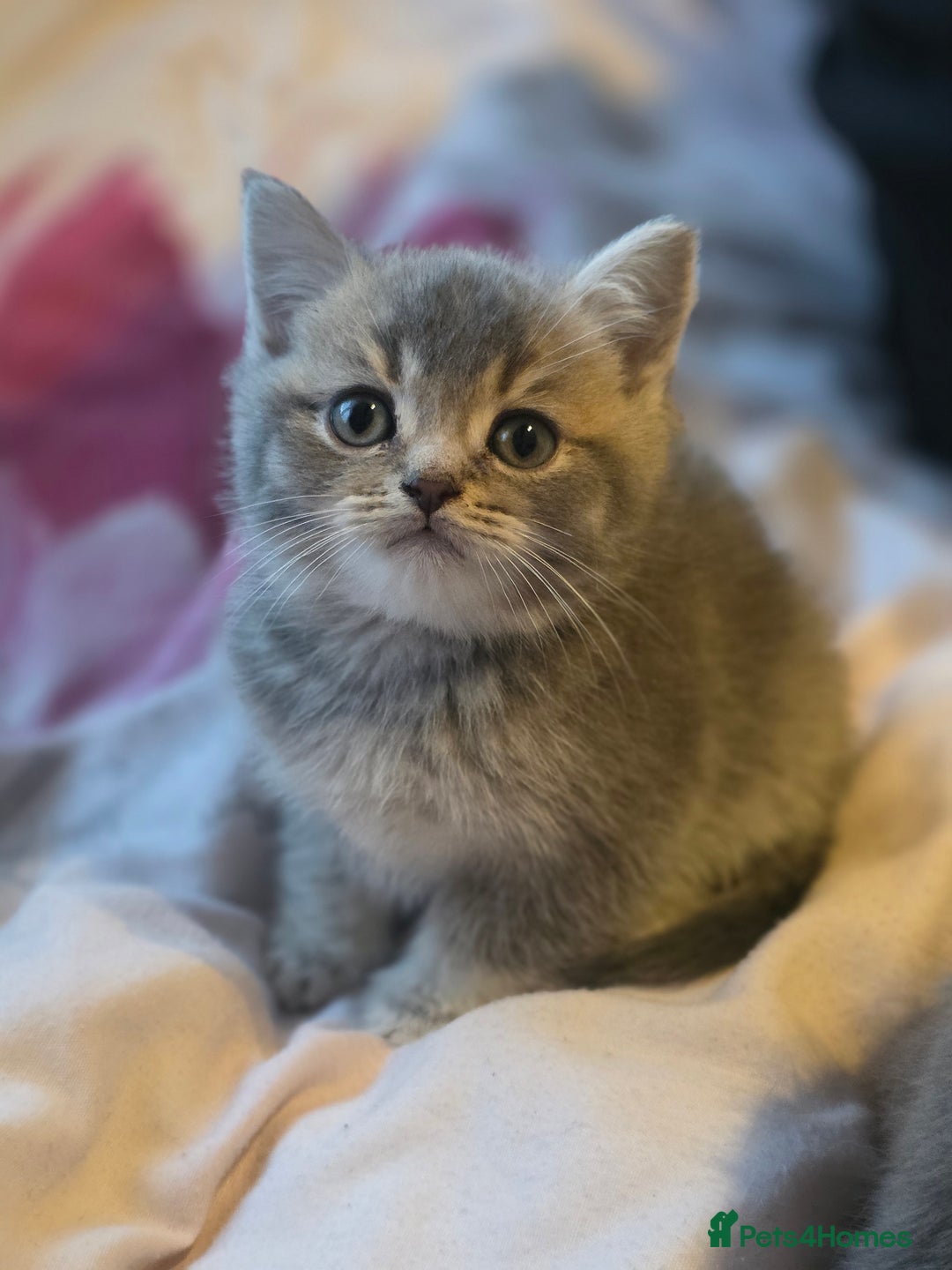 British Shorthair cats for sale: British shorthair  - Advert 4