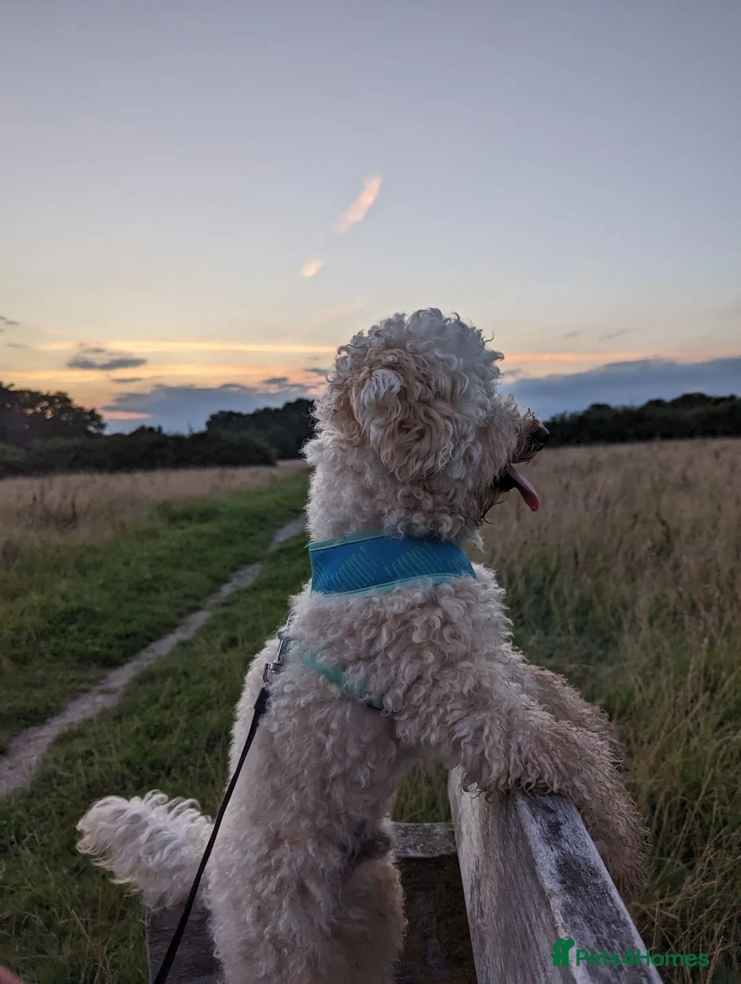 Poochon dogs for sale: Rehoming our loving boy - Omi - Advert 5