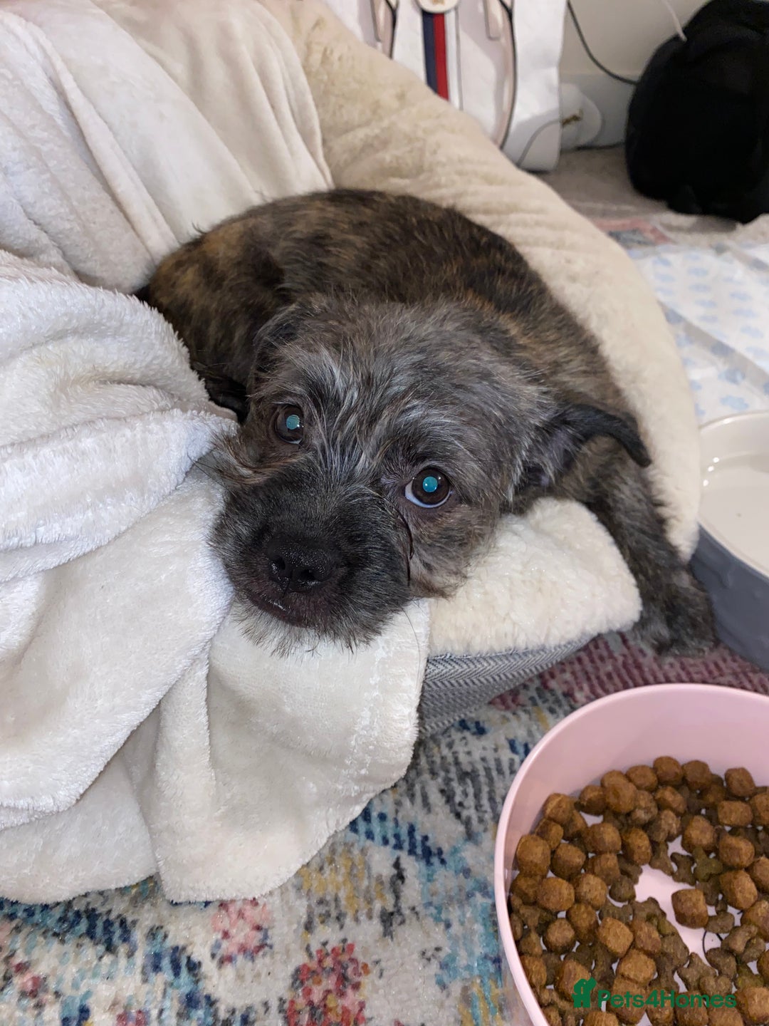 Mixed Breed dogs for sale: Shih Tzu / terrior puppy - Advert 3