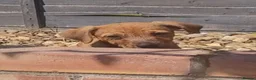 Mixed Breed dogs for sale: Patterdale cross puppies - Advert 5