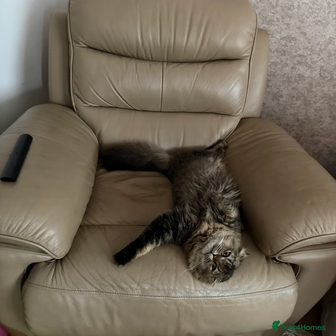 Scottish Fold cats for sale: Longhair Scottish Fold  - Advert 3