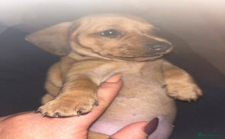Dachshund dogs - Advert 11