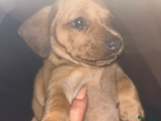 Dachshund dogs - Advert 24