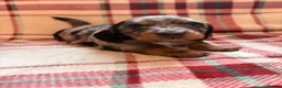 Dachshund dogs for sale: Quality Dachunds - Advert 10