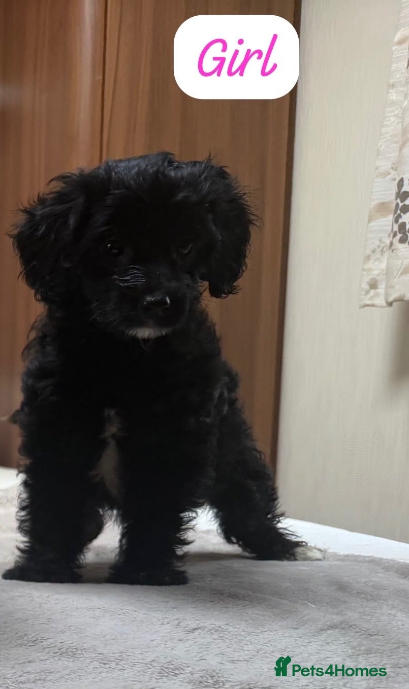 Cockapoo dogs Cockapoo girl available now - Advert 2
