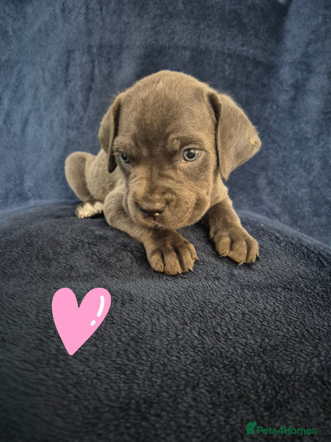 Cane Corso dogs for sale: Beautiful Blue Cane Corso Puppies - Image 2