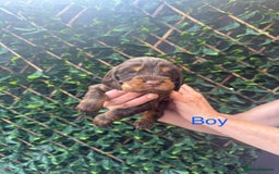 Cocker Spaniel dogs for sale: 🌟 STUNNING SHOW TYPE COCKERSPANIELS 🌟  - Image 5