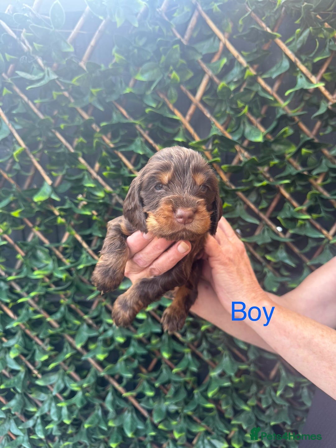 Cocker Spaniel dogs for sale: 🌟 STUNNING SHOW TYPE COCKERSPANIELS 🌟  - Image 5