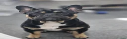 Mixed Breed dogs for adoption: Meet Stanley, currently residing in Cheshire  in Nantwich - Advert 2