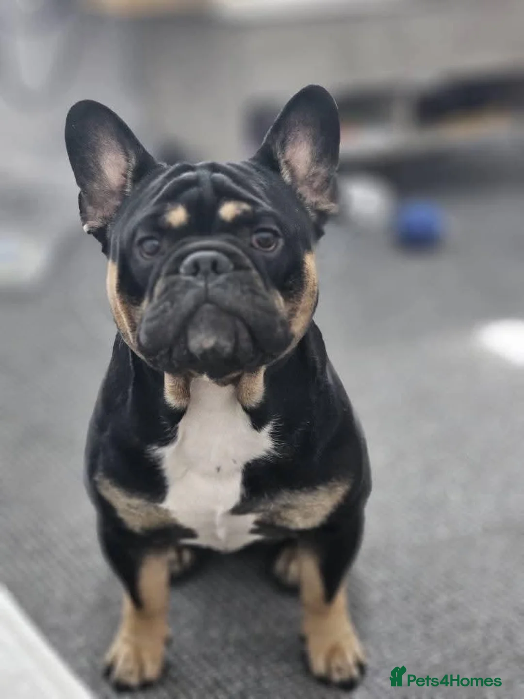 Mixed Breed dogs for adoption: Meet Stanley, currently residing in Cheshire  in Nantwich - Advert 2
