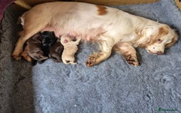 Cocker Spaniel dogs for sale: Working Cocker Spaniel Puppies  - Image 5