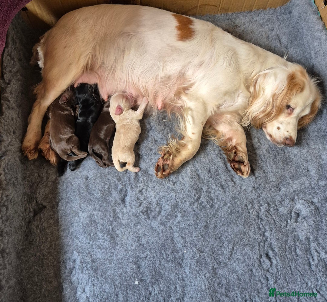 Cocker Spaniel dogs for sale: Working Cocker Spaniel Puppies  - Image 5
