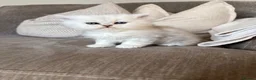 Persian cats for sale: Persian kittens *1 BOY AVAILABLE* - Advert 4