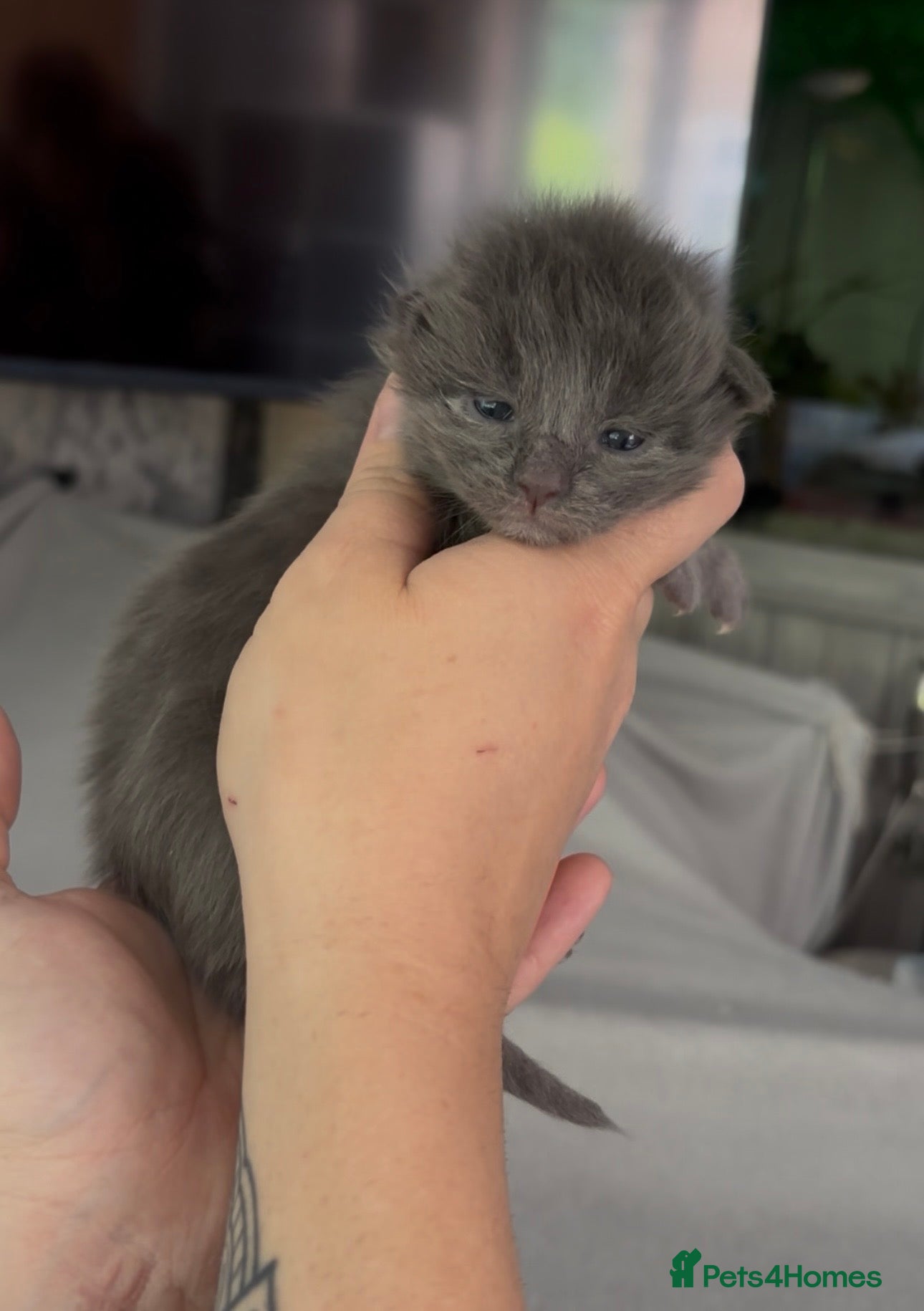 Maine Coon cats for sale: 🩷Beautiful Pedigree TICA Registered Maine Coons🩷 in Derby - Advert 3