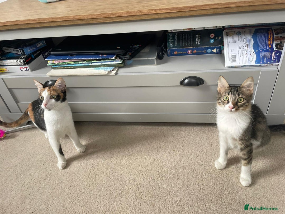 Mixed Breed cats for adoption: 🌸 From Survivors to Soulmates – Adopt Alba & Bogo - Image 16