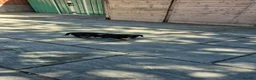 Miniature Dachshund dogs for sale: MiniDachshund in Saint Helens - Advert 5