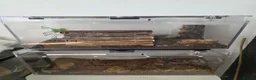 Tarantulas invertebrates for sale: Brazilian black and salmon pink with set ups  - Advert 2
