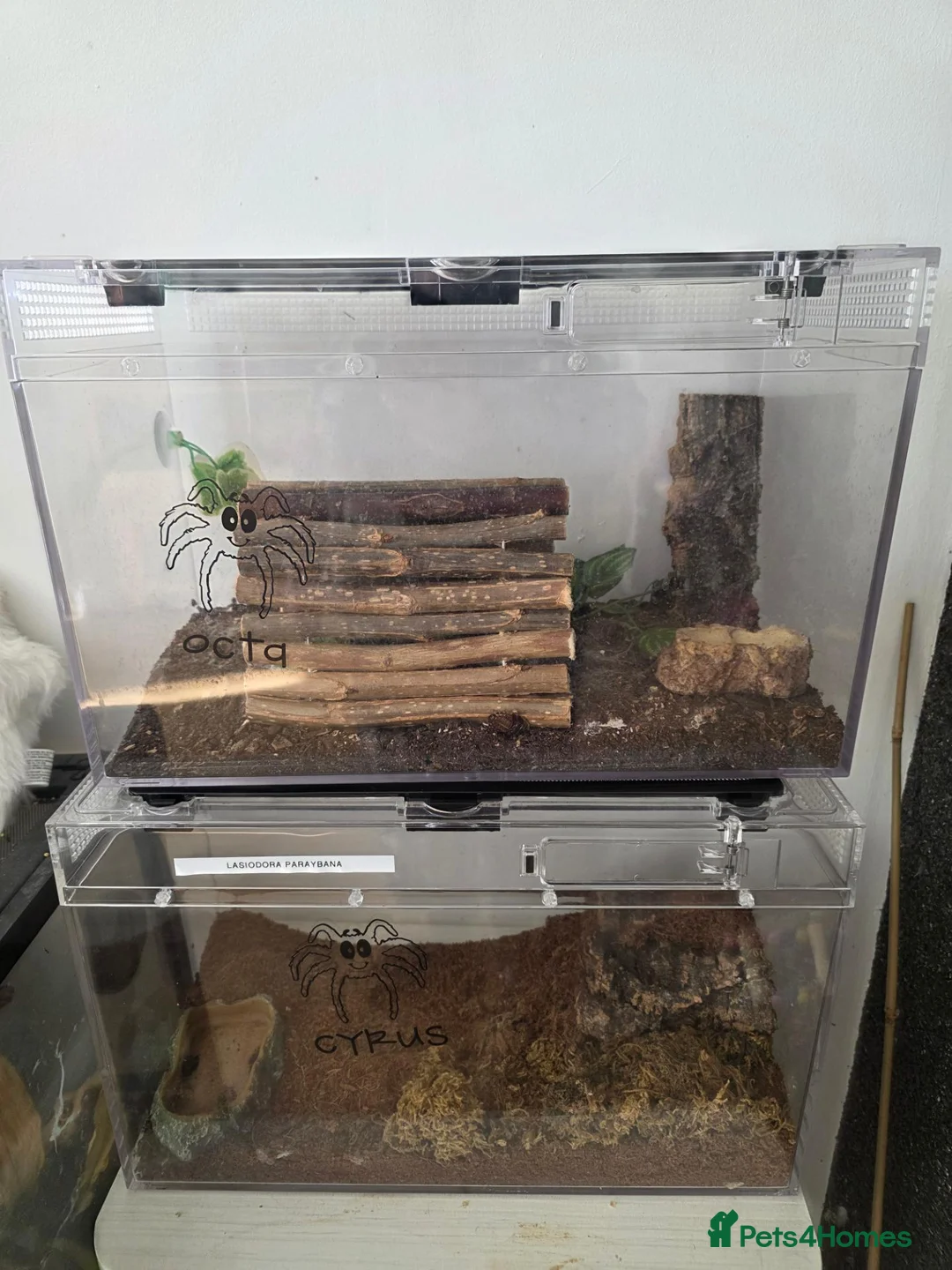 Tarantulas invertebrates for sale: Brazilian black and salmon pink with set ups  - Advert 2