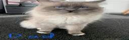 Ragdoll cats for sale: Beautiful GCCF Lilac/Blue Mitted kittens 🥇🐾 - Advert 13